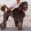 Poodle Standard Brown